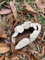 Tricholoma caligatum
