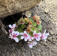 Pelargonium australe
