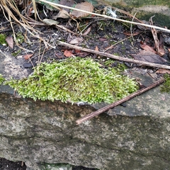 Brachythecium rivulare