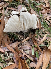 Tricholoma caligatum