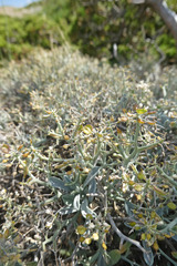 Hormathophylla spinosa