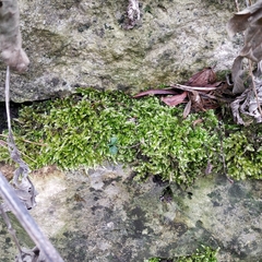 Brachythecium rivulare