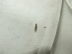 Nemapogon variatella