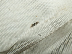 Nemapogon variatella