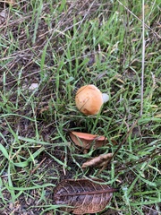 Leratiomyces percevalii