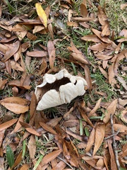 Tricholoma caligatum