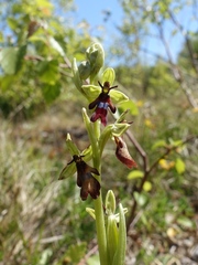 Ophrys insectifera