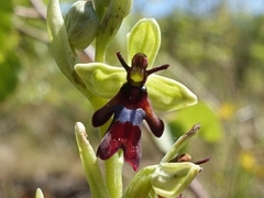 Ophrys insectifera