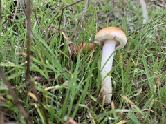 Leratiomyces percevalii
