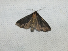 Dypterygia scabriuscula