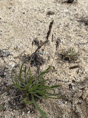 Plantago