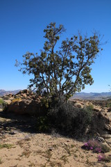 Ficus cordata cordata