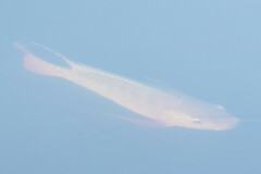 Oreochromis niloticus