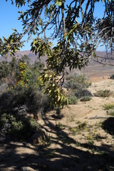 Ficus cordata cordata