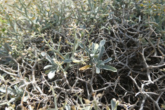 Hormathophylla spinosa