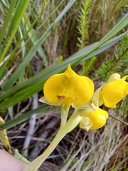 Pterygodium acutifolium