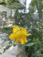 Crotalaria