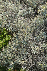 Hormathophylla spinosa