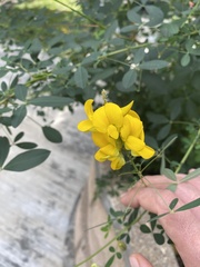 Crotalaria