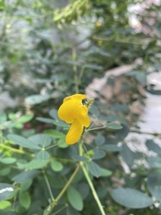 Crotalaria