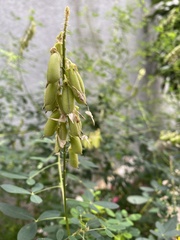 Crotalaria