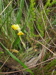Pterygodium acutifolium