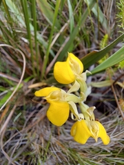 Pterygodium acutifolium