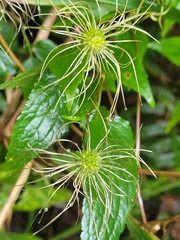 Clematis lasiandra