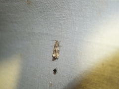 Syricoris lacunana