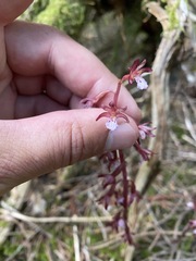 Corallorhiza maculata occidentalis