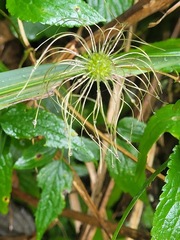 Clematis lasiandra