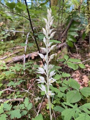 Cephalanthera austiniae