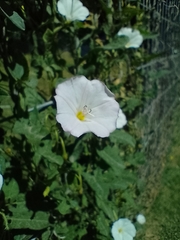 Convolvulus arvensis
