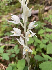 Cephalanthera austiniae