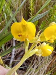 Pterygodium acutifolium
