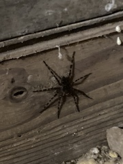 Dolomedes tenebrosus