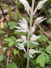 Cephalanthera austiniae