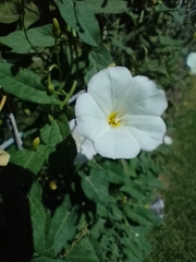 Convolvulus arvensis