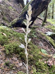 Cephalanthera austiniae
