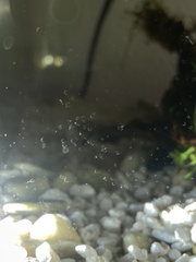 Sessilida
