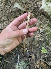 Cephalanthera austiniae