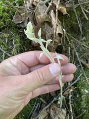 Cephalanthera austiniae