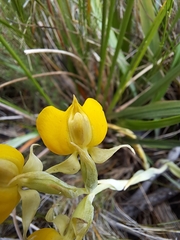 Pterygodium acutifolium