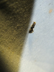 Nemapogon variatella