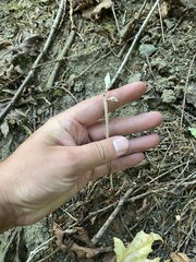 Cephalanthera austiniae