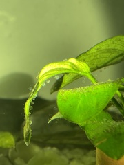 Sessilida
