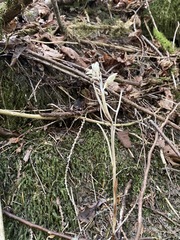 Cephalanthera austiniae