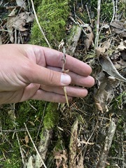 Cephalanthera austiniae