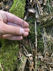Cephalanthera austiniae