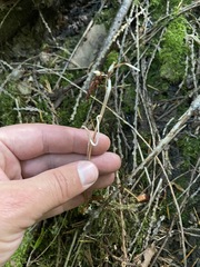Cephalanthera austiniae